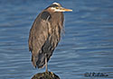 Ardea herodias